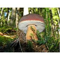 Мицелий Белого гриба елового / Боровик (Boletus edulis) Мицелий Белого гриба елового / Боровик (Boletus edulis)